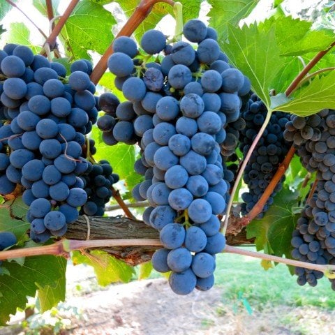 Açık Kök Sangıovese Üzüm Fidanı