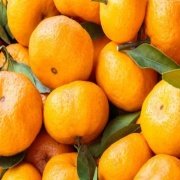Tüplü Çekirdeksiz Bol Sulu Miho Wase Mandalina Fidanı