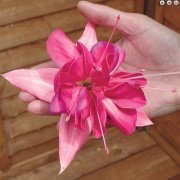 Bella Rosa XXL Küpe Çiçeği Fidesi (2 adet)