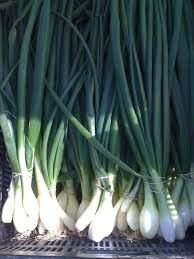Evergreen White Bunchin Yeşil Bilek Soğan Tohumu(100 tohum)