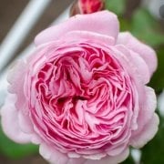 Tüplü Katmerli Yoğun Kokulu Rosegrafin Maria Henriette Gül Fidanı