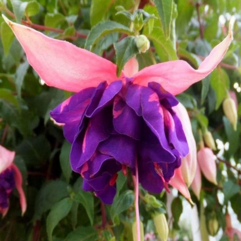 Marbeller Double Pink Blue Küpe Çiçeği Fidesi (2 adet)