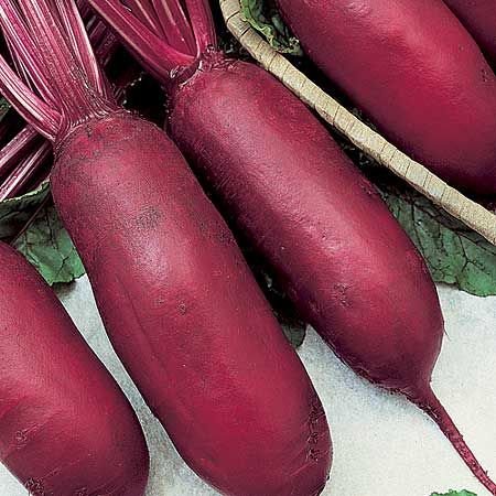 Doğal Cylindra Pancar Tohumu(20 tohum)