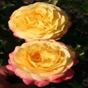 Tüplü Ödüllü Kokulu Rose Der Hoffunug Yediveren Gül Fidanı