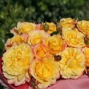 Tüplü Ödüllü Kokulu Rose Der Hoffunug Yediveren Gül Fidanı