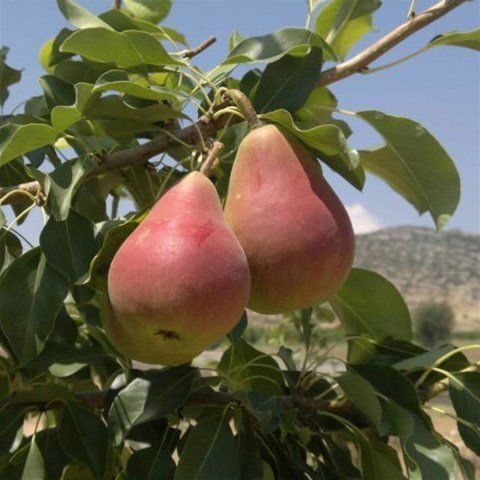 Tüplü Tam Bodur Erkenci Etruşka Armut Fidanı