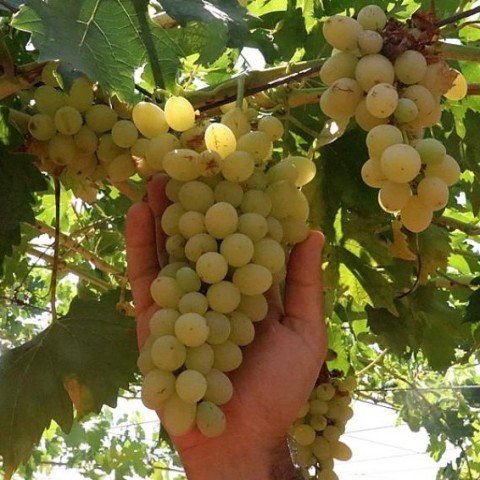 Açık Kök Yalova Çekirdeksizi Üzüm(Asma-Bağ) Fidanı