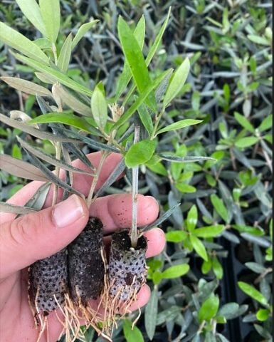 Nikah Düğün Organizasyon İçin Hediyelik Paper Potta Bodur Zeytin Fidanı (75  adet)