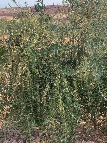 Nikah Düğün Organizasyon İçin Hediyelik Paper Potta Bodur Zeytin Fidanı (75  adet)