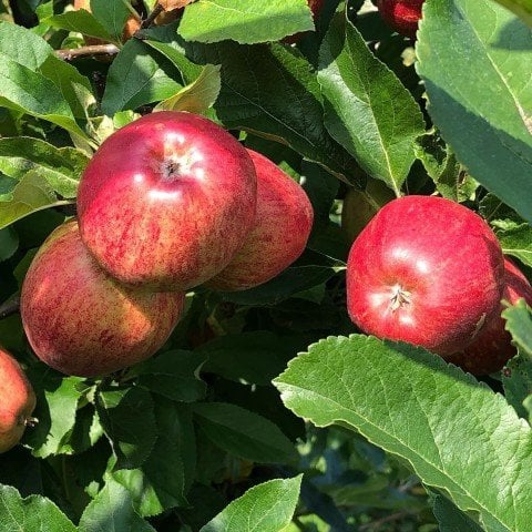 Tüplü Tam Bodur Summer Red Elma Fidanı
