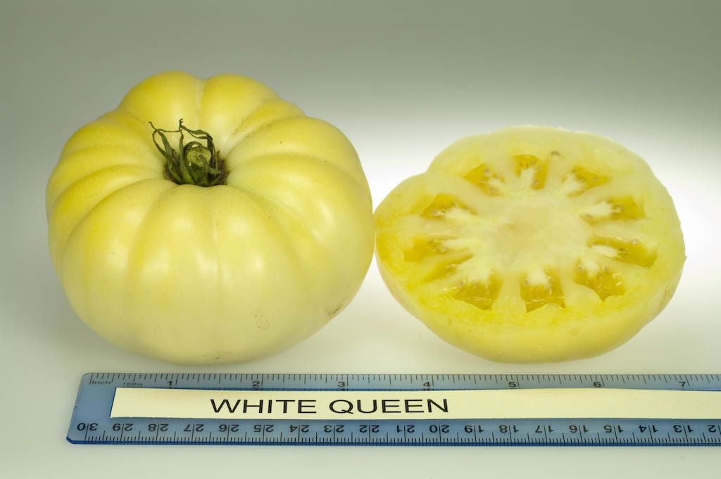 Doğal Beyaz White Queen Domates Tohumu(20 tohum)