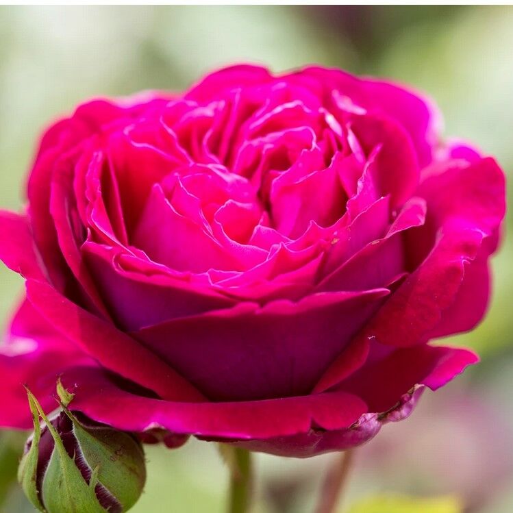 Açık Kök Katmerli Bright Pink Yoğun Kokulu Yediveren Mor Gül Fidanı