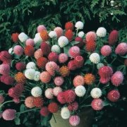 Gomphrena Globosa Somon Medine Çiçeği Tohumu(50 tohum)