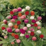 Gomphrena Globosa Somon Medine Çiçeği Tohumu(50 tohum)