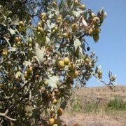 Taş Armut Ağacı Tohumu (40 tohum)