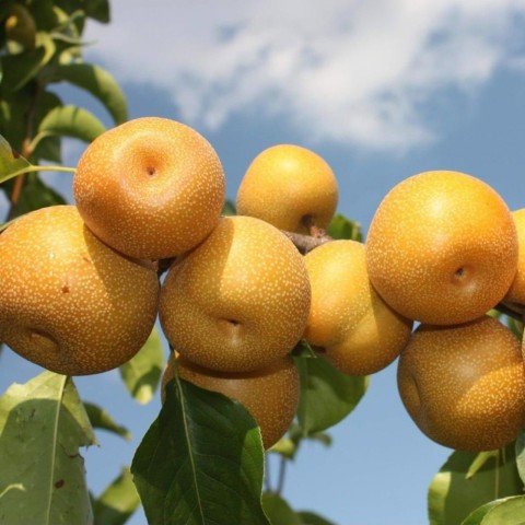 Tüplü Yarı Bodur Japon Armudu Kosui Fidanı