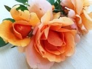 Kokulu Yediveren Love Paradise Gül Fidanı