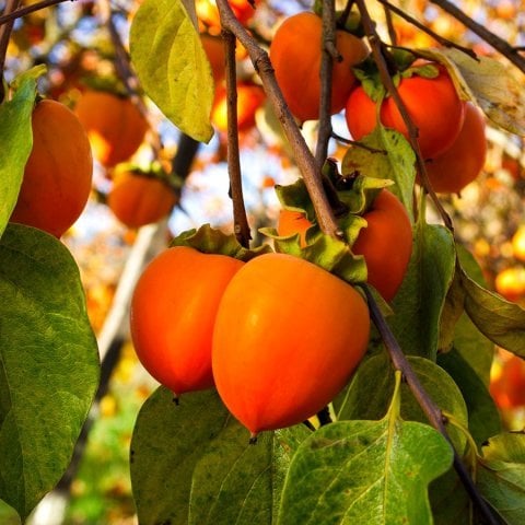 Tüplü  Morali Trabzon Hurması Fidanı