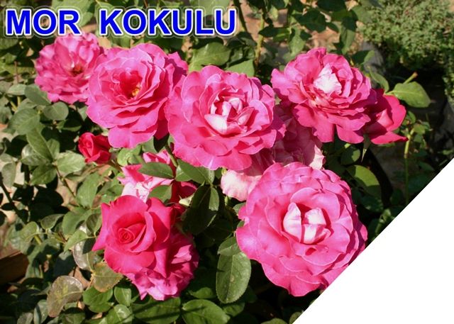 Tüplü Yediveren Mor Kokulu Gül Fidanı