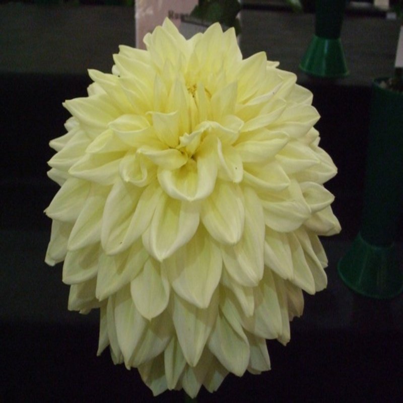 Alvas Supreme Sarı Renkli Dev Çiçekli Dahlia Yumrusu 1(adet)