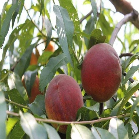 Açık Kök Yarıbodur Spring Crest Şeftali Fidanı