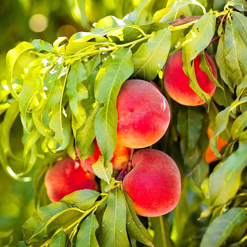 Açık Kök Yarıbodur Spring Crest Şeftali Fidanı