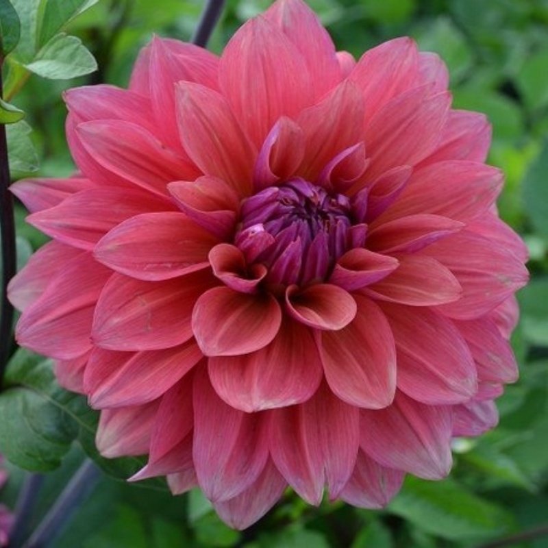 American Dream Renkli Dev Çiçekli Dahlia Yumrusu 1(adet)
