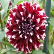 Büyük Çiçekli Constraste Yıldız Dahlia Çiçeği Soğanı Yumrusu (1 adet)
