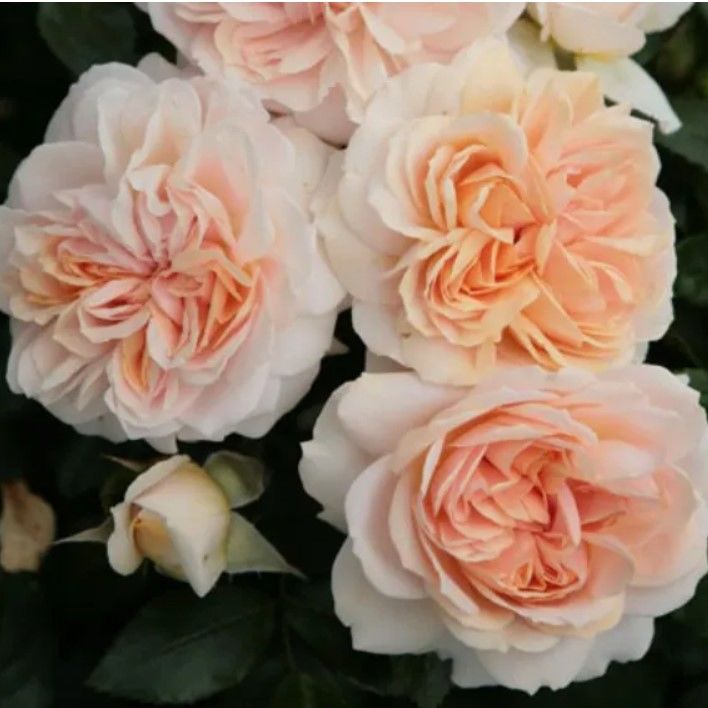 Açık Kök Koleksiyonluk Garden Of Roses Yediveren Gül Fidanı