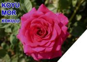 Tüplü Yediveren Koyu Mor Yoğun Kokulu Gül Fidanı