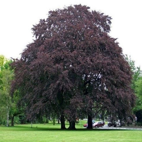 Kan Kayını Fagus Kış Şartlarına Dayanıklı Dayanıklı Kırmızı Yapraklı Kayın Ağacı Fidanı