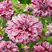 Büyük Çiçekli Fernridge Painted Lady Yıldız Dahlia Çiçeği Soğanı Yumrusu (1 adet)