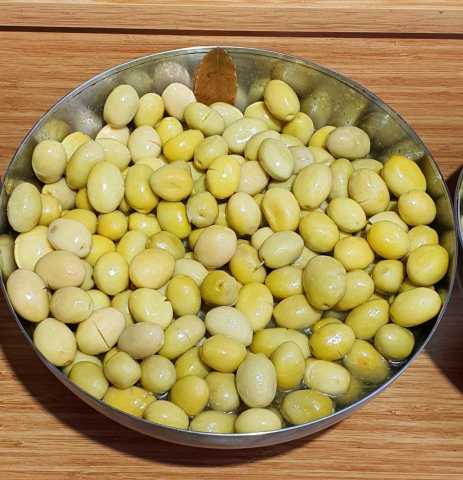 Saksıda 5 Yaş Meyve Verme Yaşında İri Meyveli Sarı Ulak Zeytin Fidanı