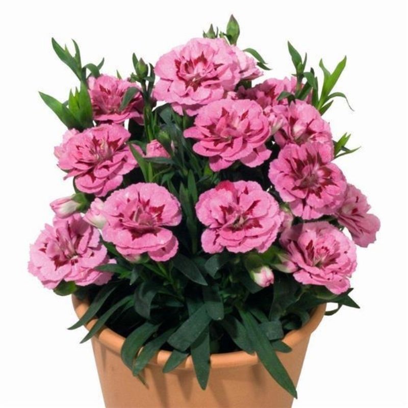Oscar Serisi Pink And Purple Yoğun Kokulu Katmerli Karanfil Çiçeği Fidesi (3 adet)