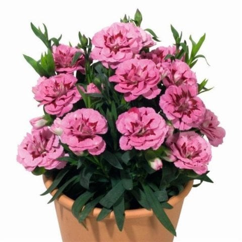 Oscar Serisi Pink And Purple Yoğun Kokulu Katmerli Karanfil Çiçeği Fidesi (3 adet)