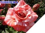 Tüplü  Yediveren Türkiyem  Gül Fidanı