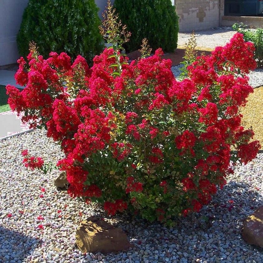 Soğuklara Dayanıklı Petite Red Bodur Kırmızı Çiçekli Oya Ağacı Fidanı