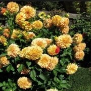 Büyük Çiçekli Gloriosa Yıldız Dahlia Çiçeği Soğanı Yumrusu (1 adet)