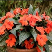 Harmony Orange Blaze Cam Güzeli Çiçeği Fidanı