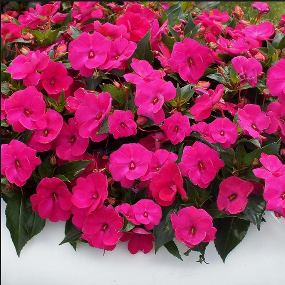 Harmony Magenta Cam Güzeli Çiçeği Fidanı (9 Luk Kare Saksıda)