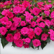 Harmony Magenta Cam Güzeli Çiçeği Fidanı (9 Luk Kare Saksıda)