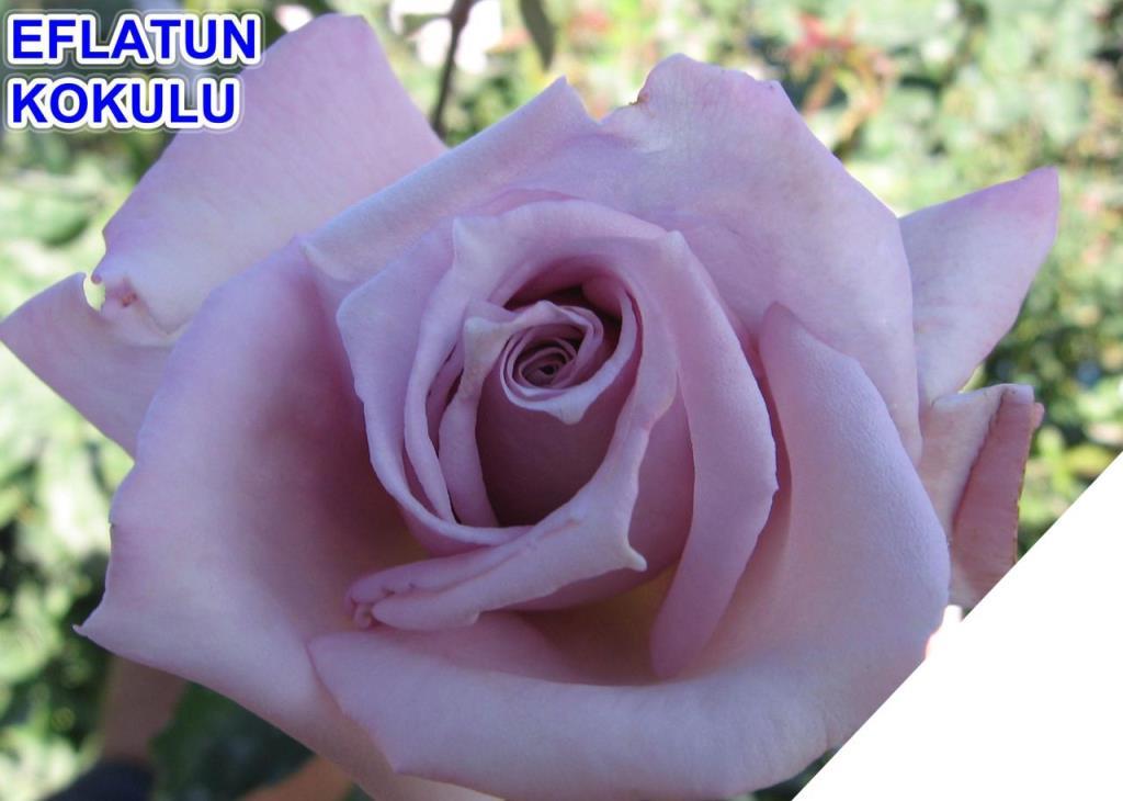 Tüplü Yediveren Eflatun Lila Hafif Kokulu Gül Fidanı