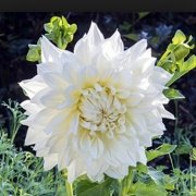 Büyük Çiçekli Hakuyou Yıldız Dahlia Çiçeği Soğanı Yumrusu (1 adet)