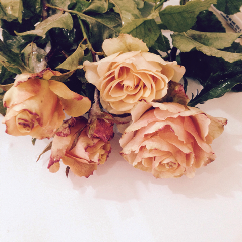 Tüplü Yediveren Apricot Beauty  İri Goncalı Gül Fidanı