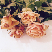 Tüplü Yediveren Apricot Beauty  İri Goncalı Gül Fidanı