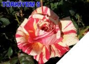 Tüplü  Yediveren Türkiyem 5 Gül Fidanı