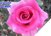 Tüplü Yediveren Çizgili Pembe Gül Fidanı