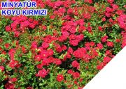 Tüplü Koyu Kırmızı Yediveren Bodur Gül Fidanı(3-4 yaş)