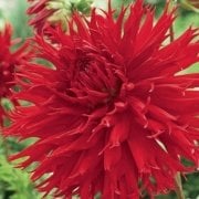 Büyük Çiçekli Jaxon Yıldız Dahlia Çiçeği Soğanı Yumrusu (1 adet)