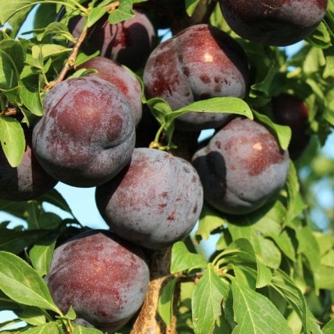 Tüplü Yarı Bodur Laroda Erik Fidanı